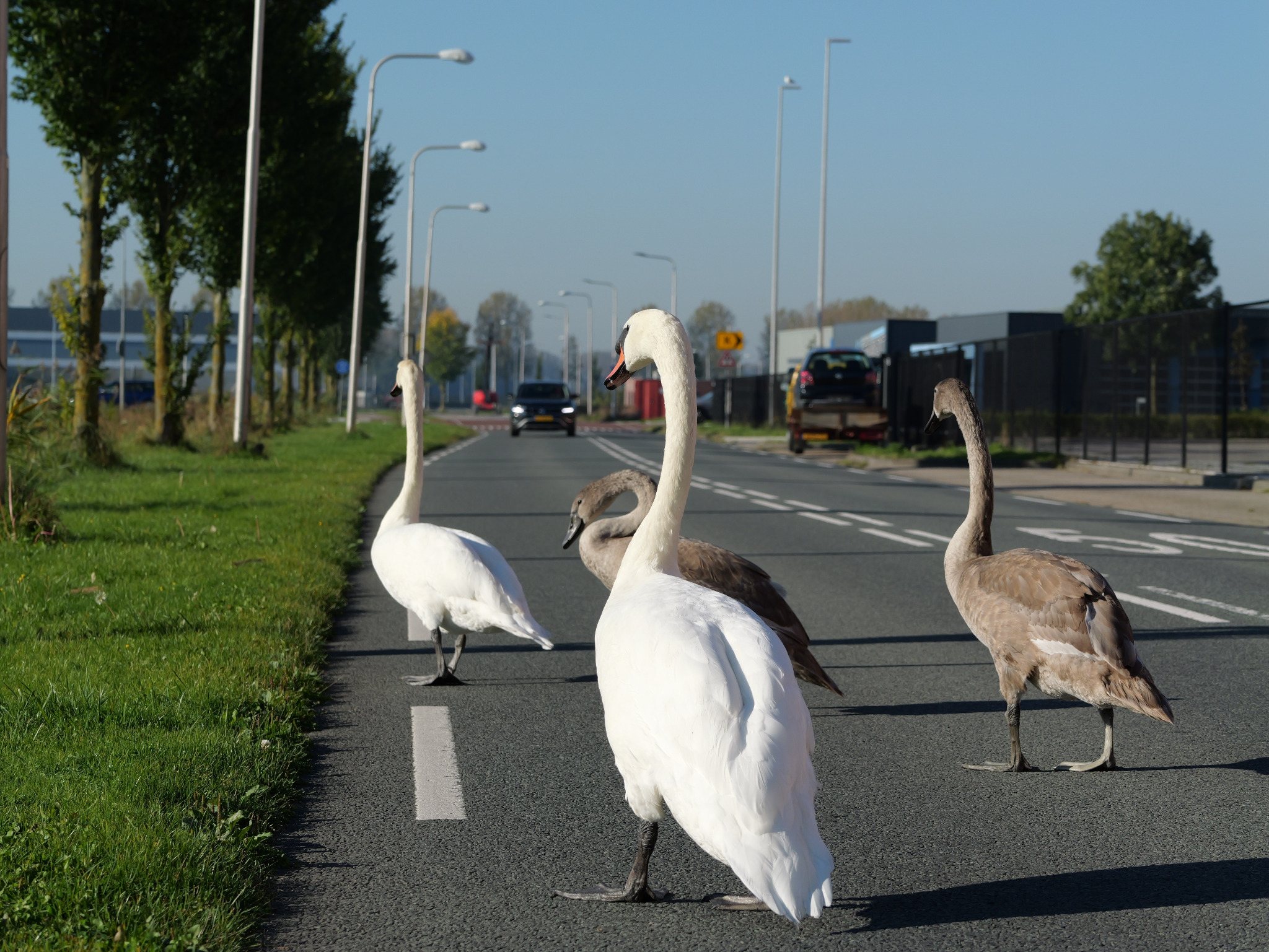 Zwanen op de Hogeweg in Hulst
